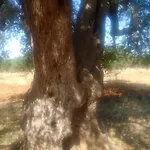 בית נופש Fenicepugliese *