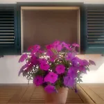 Holiday home Fenicepugliese *